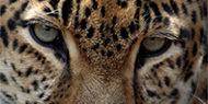 Why Leopards?